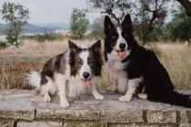 Alert patchy Border Collie dogs with raised ears and sticking out tongues standing on brick fence in countryside — Stock Photo