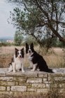 Alert patchy Border Collie dogs with raised ears and sticking out tongues sitting on brick fence in countryside — Stock Photo