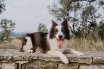 Старая коричнево-белая пограничная колли-собака с поднятыми ушами и торчащим языком, лежащая на кирпичном заборе в сельской местности — стоковое фото