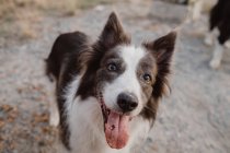Vieux chien Border Collie brun et blanc avec oreilles levées et langue qui sort, gros plan — Photo de stock