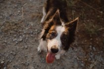 Angle élevé de chien Border Collie brun et blanc avec langue collante sur la route — Photo de stock