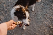 From above Border Collie dog trying to get stick from person hand during playing on gray road — Stock Photo