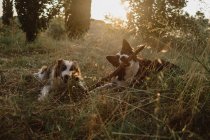 Счастливый пятнистый пограничный колли собаки грызут палку вместе на сухой траве в подсветке — стоковое фото