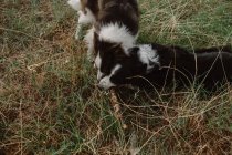 Счастливый пятнистый пограничный колли собаки грызут палку, играя вместе на сухой траве — стоковое фото