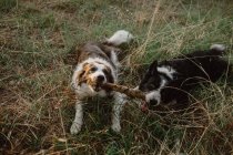 Счастливый пятнистый пограничный колли собаки грызут палку, играя вместе на сухой траве — стоковое фото