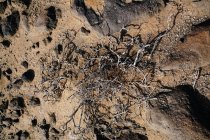 De cima de chão estéril com pedras e ramos secos de arbusto durante o dia — Fotografia de Stock