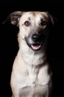 Portrait of amazing crossbreed dog looking in camera on black background. — Stock Photo