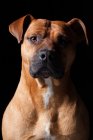 Portrait of amazing pit bull dog looking in camera on black background. — Stock Photo