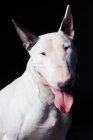 Porträt eines erstaunlichen Bullterrier-Hundes, der in die Kamera auf schwarzem Hintergrund blickt. — Stockfoto