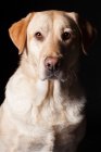 Porträt eines erstaunlichen Labrador Retriever Hundes, der in die Kamera auf schwarzem Hintergrund schaut. — Stockfoto