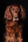Retrato de perro Setter irlandés increíble mirando en cámara sobre fondo negro . - foto de stock