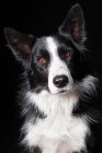 Retrato de perro collie borde increíble mirando en la cámara sobre fondo negro
. - foto de stock