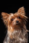 Портрет дивного йоркширського тер'єра собаки дивлячись у камеру на чорному фоні. — стокове фото
