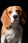 Retrato de perro beagle increíble mirando en la cámara sobre fondo negro . - foto de stock