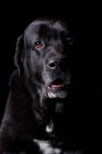 Retrato de incrível cão mestiço preto olhando na câmera no fundo preto . — Fotografia de Stock