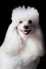 Porträt eines erstaunlichen weißen Pudelhundes, der in die Kamera auf schwarzem Hintergrund blickt. — Stockfoto