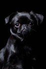 Retrato de perro pug negro increíble mirando en la cámara sobre fondo negro . - foto de stock