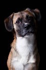 Portrait of amazing crossbreed dog looking in camera on black background. — Stock Photo