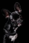 Портрет дивного чорного французького бульдога собака дивиться в камеру на чорному фоні. — стокове фото