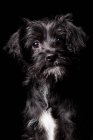 Retrato de incrível mestiço cão olhando na câmera no fundo preto . — Fotografia de Stock