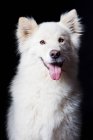 Портрет удивительной белой самоедской собаки, смотрящей в камеру на чёрном фоне . — стоковое фото