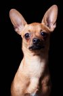 Retrato del increíble perro Chihuahua mirando en cámara sobre fondo negro
. - foto de stock