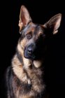 Retrato de perro pastor alemán increíble mirando en cámara sobre fondo negro
. - foto de stock