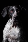 Retrato del increíble perro puntero de pelo corto alemán mirando en la cámara sobre fondo negro . - foto de stock
