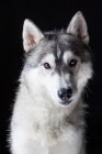 Портрет дивного Сибірського Хаскі собака дивиться в камеру на чорному фоні. — стокове фото