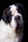 Retrato del increíble perro San Bernardo mirando en cámara sobre fondo negro . - foto de stock