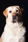 Retrato del increíble perro Labrador retriever mirando en cámara sobre fondo negro . - foto de stock