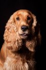 Portrait of amazing Cocker Spaniel dog looking in camera on black background. — Stock Photo