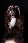 Portrait of amazing Afghan Hound dog looking in camera on black background. — Stock Photo