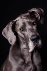 Ritratto di fantastico cane danese che guarda in macchina fotografica su sfondo nero . — Foto stock