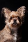 Portrait of amazing Yorkshire Terrier dog looking in camera on black background. — Stock Photo