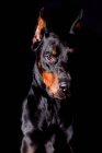 Retrato de incrível cão Doberman olhando na câmera no fundo preto . — Fotografia de Stock