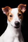 Retrato del increíble perro Jack Russell Terrier mirando en cámara sobre fondo negro . - foto de stock