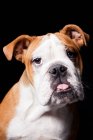Portrait de chien Bulldog britannique étonnant regardant à la caméra sur fond noir . — Photo de stock