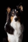 Porträt eines erstaunlichen Collie-Hundes, der in die Kamera auf schwarzem Hintergrund schaut. — Stockfoto