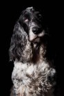 Porträt eines erstaunlichen englischen Cockerspaniel-Hundes, der in die Kamera auf schwarzem Hintergrund blickt. — Stockfoto