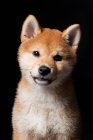 Retrato del increíble perro Shiba Inu mirando en cámara sobre fondo negro . - foto de stock