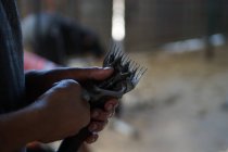 Обрезанный образ человека, держащего профессиональную бритву для стрижки овец в сарае — стоковое фото