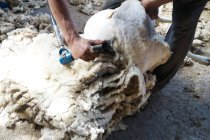 Обрезанный образ работника фермы удаление шерсти из овец с помощью профессионального инструмента на земле в сарае — стоковое фото