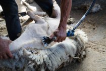 Abgeschnittenes Bild eines Landarbeiters, der Wolle von Schafen mit professionellem Werkzeug im Schuppen entfernt — Stockfoto