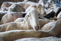 Зграя безволосих білих овець, що стоять в коралі після стрижки на фермі — стокове фото