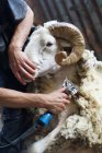 Image recadrée du travailleur agricole enlevant la laine des moutons avec un outil professionnel sur le terrain dans la remise — Photo de stock