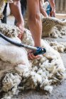 Обрізане зображення фермерського робітника, що видаляє вовну з овець з професійним інструментом на землі в сараї — стокове фото