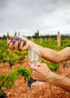 Cultivo hombre fuerte exprimiendo uva jugosa madura en el viñedo sobre fondo borroso - foto de stock