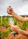 Cultivo hombre fuerte exprimiendo uva jugosa madura en el viñedo sobre fondo borroso - foto de stock