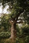 У сонячний день у лісах Пакс - Ґлен ростуть стовбури дерев. — стокове фото